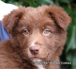 Red and white Male, medium to Rough coat, border collie puppy